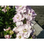 Matthiola incana 'Dwarf Ten Week Mix'