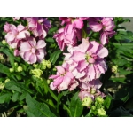 Matthiola incana 'Dwarf Ten Week Mix'