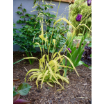 Milium effusum 'Aureum'