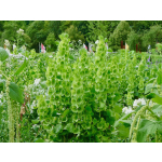 Moluccella laevis