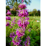 Monarda citriodora