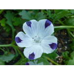 Nemophila maculata