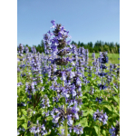 Nepeta clarkei