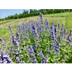 Nepeta clarkei