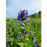 Nepeta subsessilis