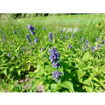 Nepeta subsessilis