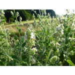 Nepeta cataria