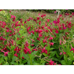 Nicotiana x sanderae 'Crimson Bedder'