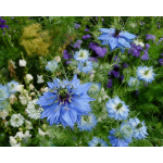 Nigella damascena 'Miss Jekyll'