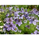 Nigella hispanica