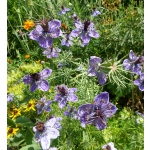 Nigella hispanica