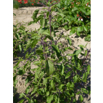 Ocimum tenuiflorum (sanctum)