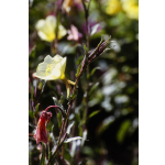 Oenothera odorata