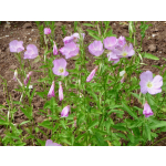 Oenothera speciosa