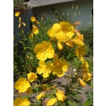 Oenothera tetragona (fruticosa)