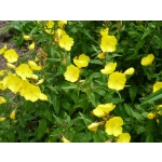 Oenothera tetragona (fruticosa)