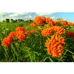 Asclepias tuberosa