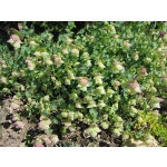 Origanum rotundifolium