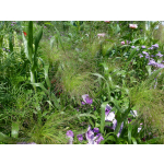 Panicum capillare (virgatum 'Fontaine', elegans etc.)