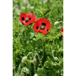 Papaver commutatum 'Ladybird'