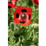 Papaver commutatum 'Ladybird'