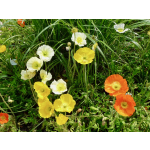 Papaver nudicaule (Mischung)