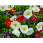 Papaver nudicaule (Mischung)