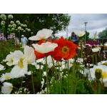 Papaver nudicaule (Mischung)