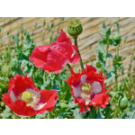 Papaver somniferum 'Danish Flag'