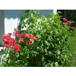 Papaver somniferum 'Ruby Glow'