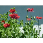 Papaver somniferum 'Ruby Glow'