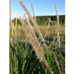 Pennisetum macrourum