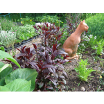 Penstemon digitalis 'Husker Red Strain'