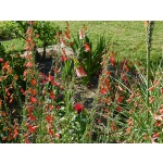 Penstemon barbatus 'Coccineus'