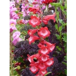 Penstemon hartwegii 'Sensation Mix'