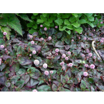 Persicaria capitata (Polygonum capitatum)