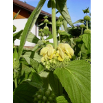 Phlomis russeliana