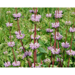 Phlomis tuberosa