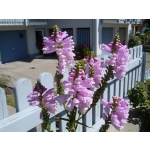 Physostegia virginiana 'Rosea'