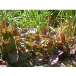 Plantago major 'Rubra'