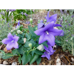 Platycodon grandiflorus 'Mariesii'