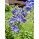 Polemonium caeruleum