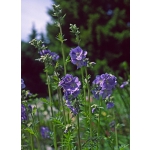 Polemonium caeruleum