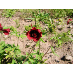 Potentilla thurberi