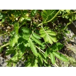 Potentilla hispanica