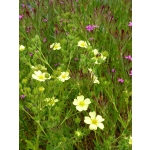 Potentilla recta 'Sulphurea'