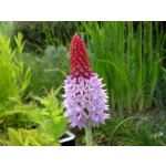 Primula vialii