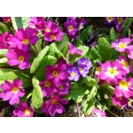 Primula vulgaris 'Grandiflora'