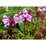 Prunella grandiflora 'Rubra'