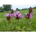 Prunella grandiflora 'Rubra'